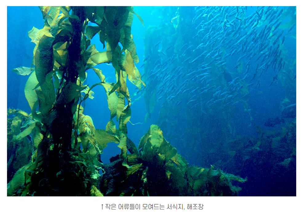 제주 바다의 생명줄, 해조장(4)