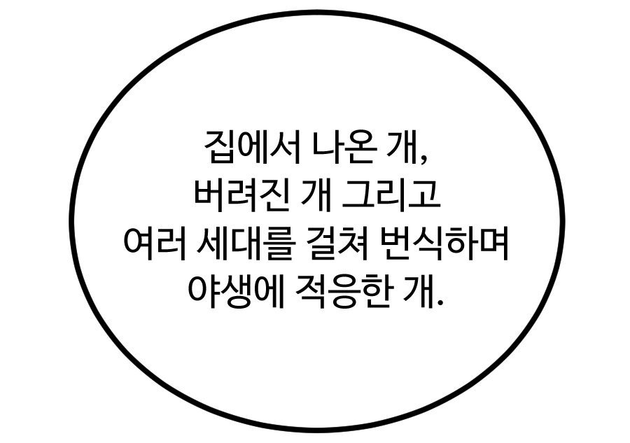 집에서 나온 개, 버려진 개 그리고 여러 세대를 걸쳐 번식하며 야생에 적응한 개.