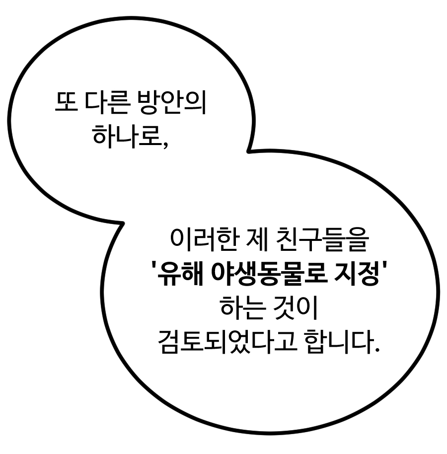 또 다른 방안의 하나로, 이러한 제 친구들을 ‘유해 야생동물로 지정’ 하는 것이 검토되었다고 합니다.